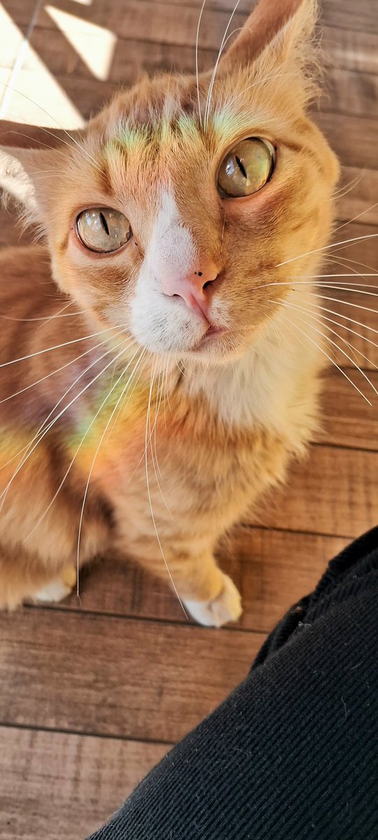 Cap14Alonso's tweet image. Eu amo esse gato