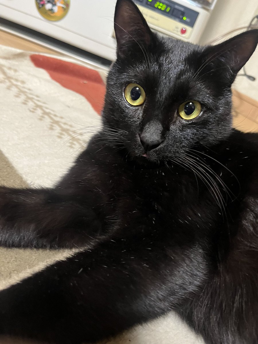 除雪前　打合せ　深夜2時🚜
舌を👅しまい忘れたジジくん
めんこすぎ🐈‍⬛🩷
#黒猫 
#舌のしまい忘れ 
#深夜の出来事