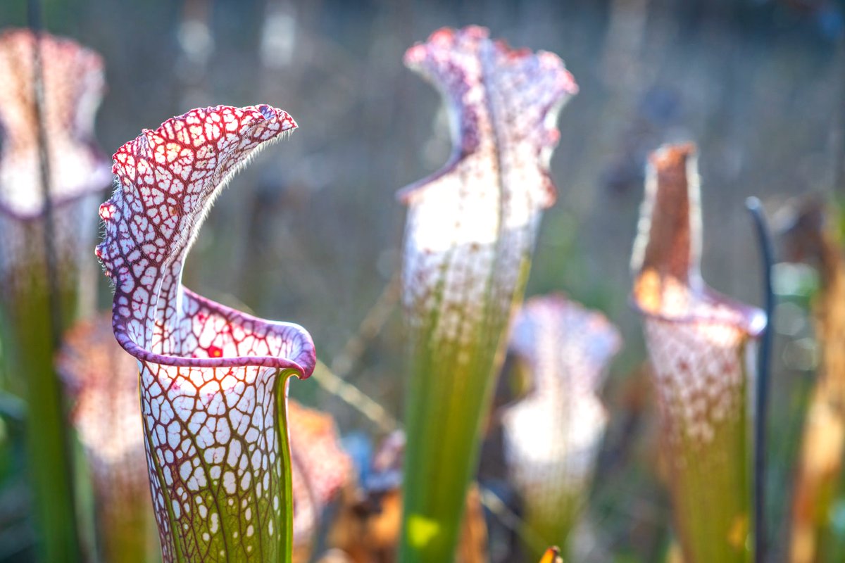 Did you hear – Florida’s got a new state park! 

Be one of the first to experience this new chapter in Florida’s natural history. 

Stretch your legs and clear your mind in this pristine Northwest Florida landscape where you will find rolling sandy hills, mesic flatwoods and