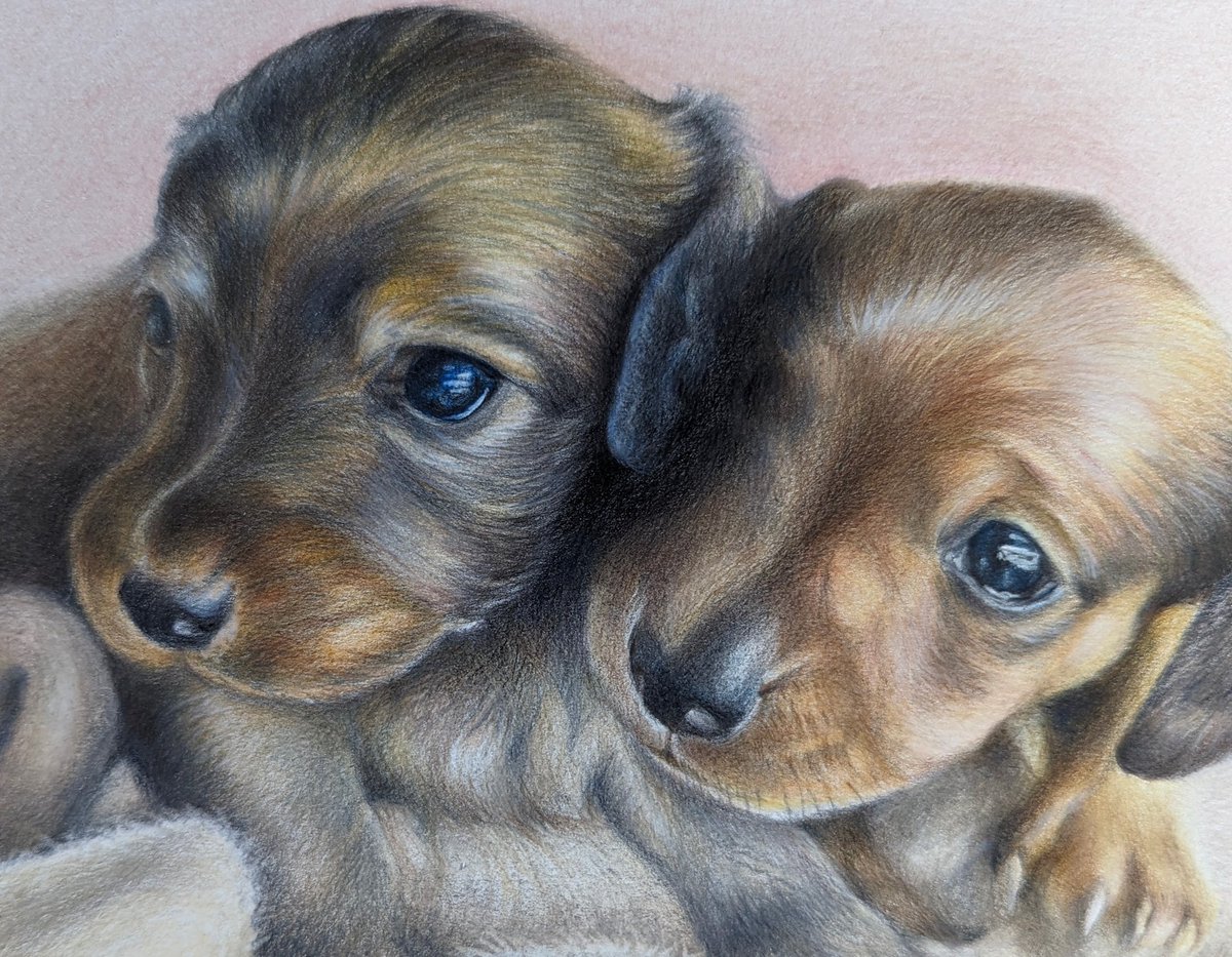 おはよう☀パピーを描く機会は貴重です🩷
さて、杉本あやさんが訴えられたと言う記事をみてﾄﾎﾎ😮‍💨
私も年末にそのお店に行って、糞尿がべったりのケージ、猫砂、埃まみれに空き段ボールだらけの店内に愕然としたばかり。ブリーダーさんからのお迎えが、主流になりますように🥺
#カニヘンダックス