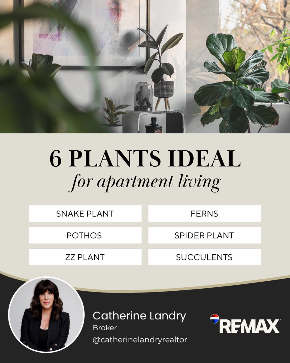 Want to brighten up your apartment? 🪴 These 6 houseplants are low-maintenance and perfect for small spaces: snake plant, fern, pothos, spider plant, ZZ plant, and succulents. Great for air quality—and your mood! 🌿

#houseplants #apartmentliving