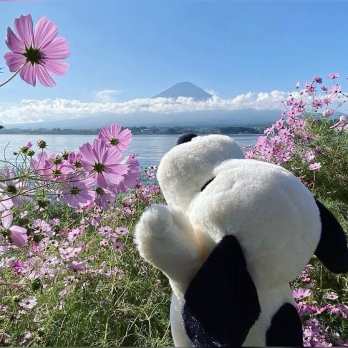 snoopy lover (@snoopyfever_) on Twitter photo 