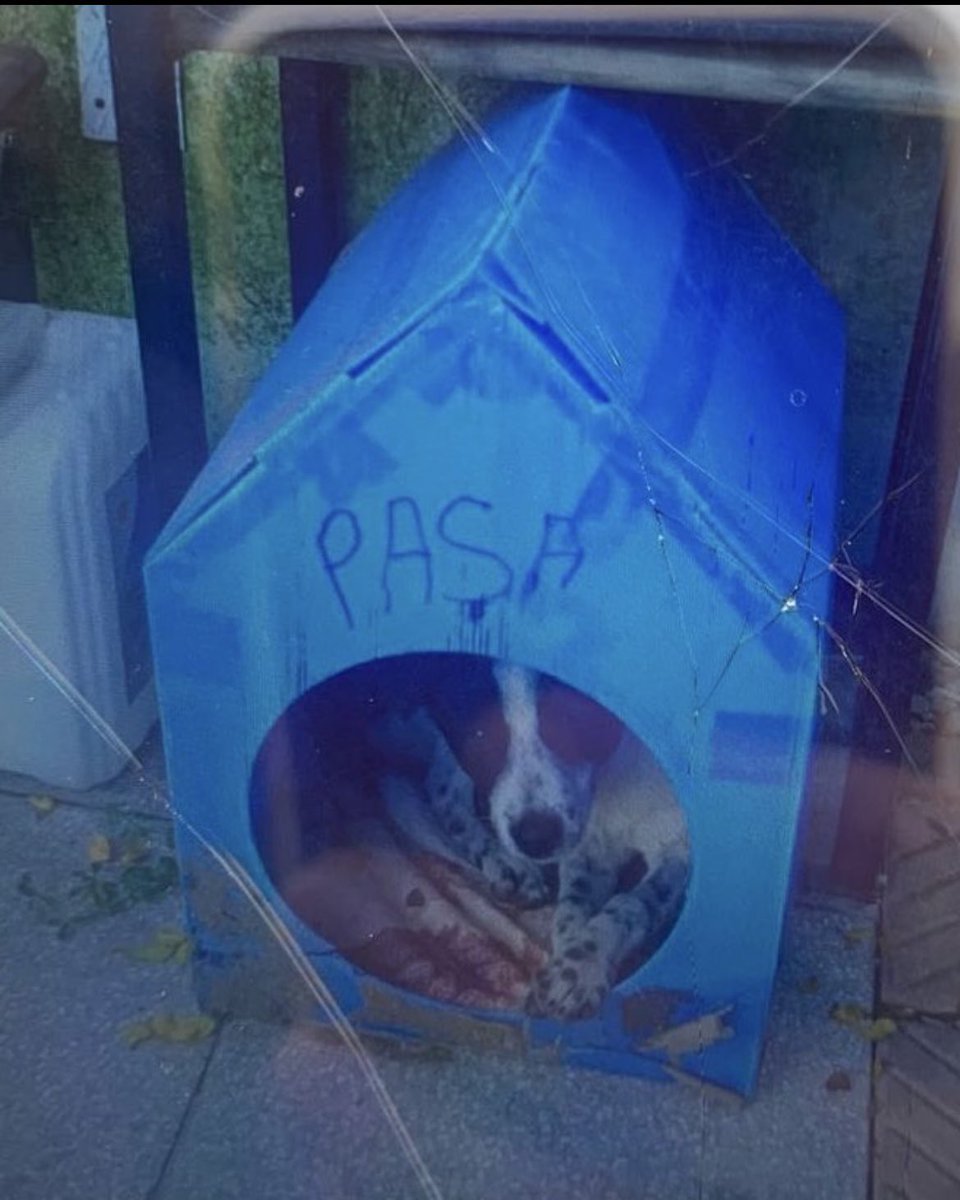 denizcyo's tweet image. Bir köpek daha vahşice dövülerek öld*rüldü. Dövülürken karşılık vermeyecek kadar uysaldı!
Son çıkarılan yasa, azmettirici sosyal medya trolleri ve ana akım medyanın sorumsuz söylemleri, en masum hayvanları psikopatlara yem ediyor. Kimse sorumluluk almayacak mı ?  #PaşaİçinAdalet