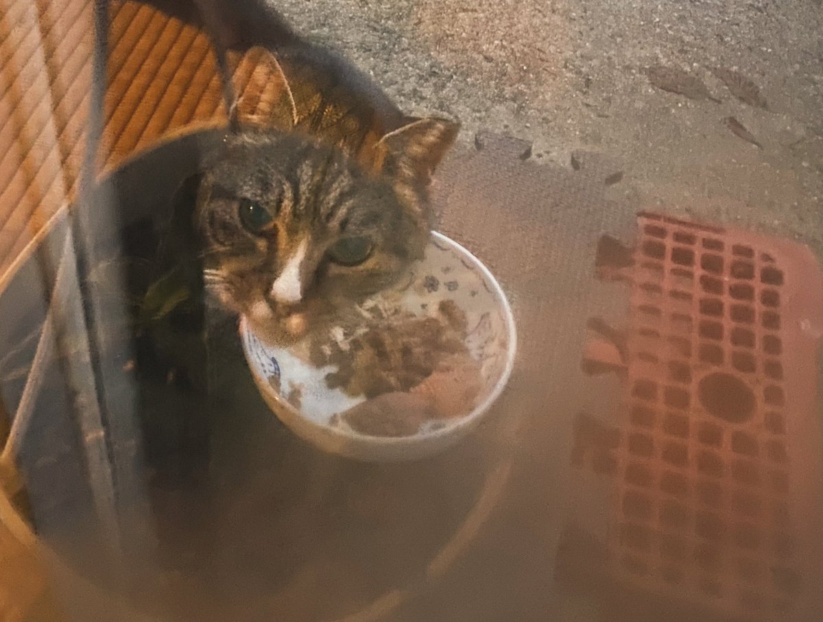 雪のせいでアークが来ない日々が続いたけれど、5日ぶりに姿を見せた。アークが来た夢を見た。良い正夢だ。
私を見て『伸び』をした。
ご飯を平らげた。
元気そうで安心した。
#地域猫