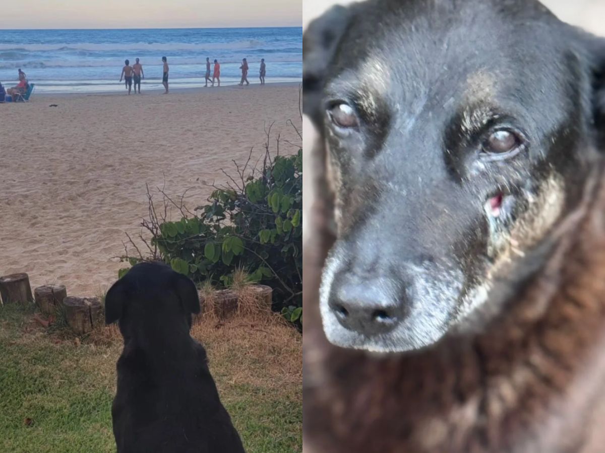 del_brunolima's tweet image. Vamos subir a # Hashtag pessoal!!

Poste uma foto com a #JustiçaPorOrelha e me marque!! Vamos fazer crescer esse movimento 🤜🤜