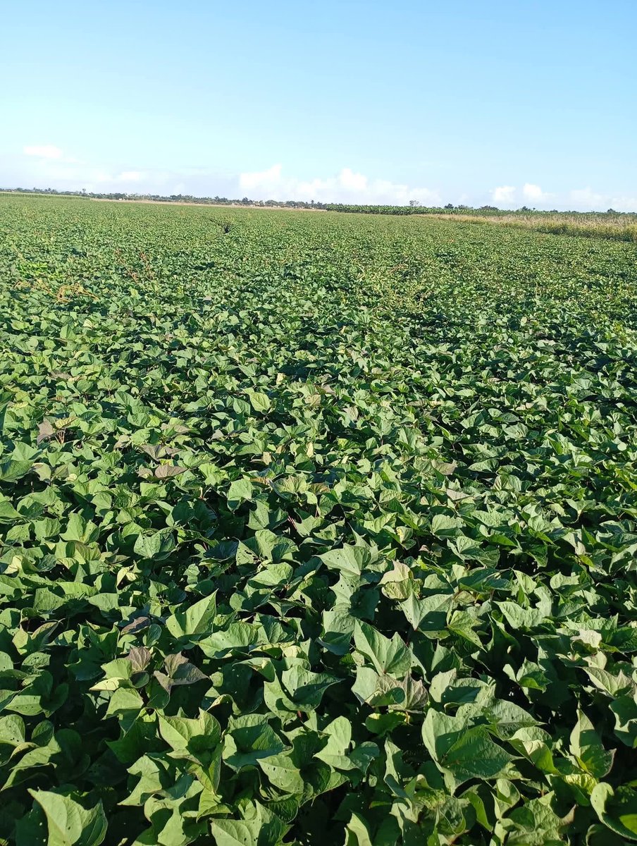 Prioridad en la produccion de alimento /agricultura-s
Artemiseña -uso-de-la-agroecologia 
#ANAPCuba