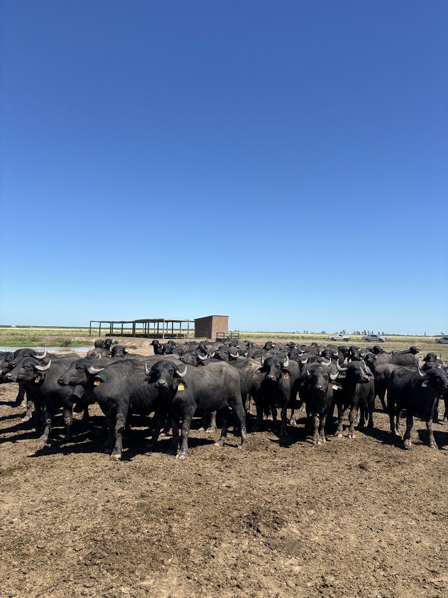 Daniel  Vasconsellos tweet media