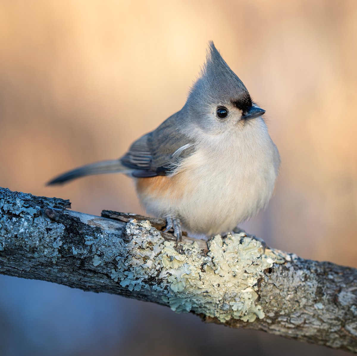 JocAPhotography's tweet photo. An adorable Tufted Titmouse perches on a lichen covered branch while waiting for peanuts to be offered. https://t.co/LmINkkvc5B