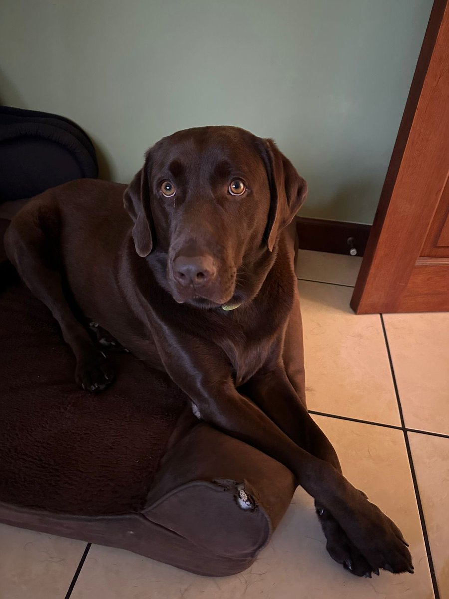 Uno de los días a los que más miedo le tengo es a cuando me llegue a faltar mi perrito 💔