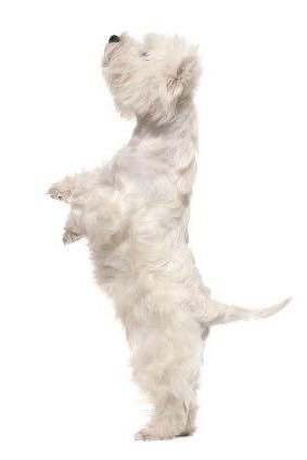 bylercuddling's tweet image. even in a life or death situation he’s still puppymaxxing