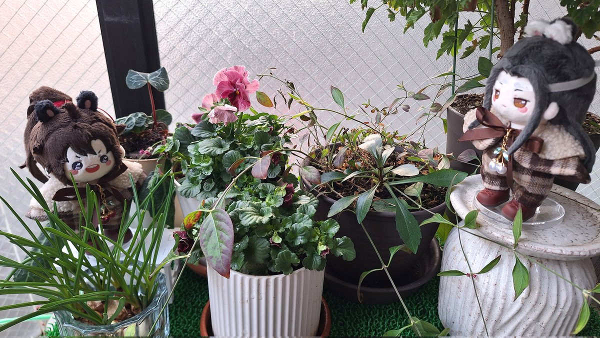 🩷これはヌシがダメ元で水耕してる去年のムスカリちゃんかぁ…
咲くのかな？
🩵どうだろう
🩷寒い寒いと放置して荒れ放題かと思ってたけど、そうでもないな😃
🩵いや…秋草が伸び放題になっている