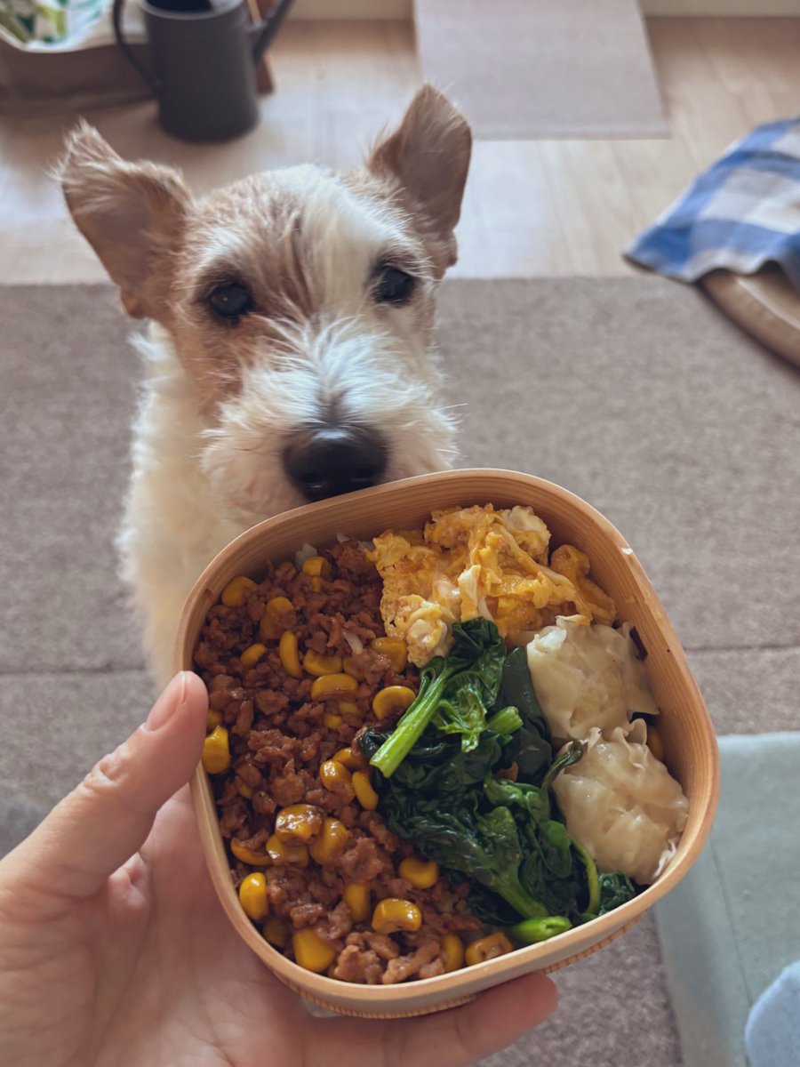 お弁当を作ったけど今すぐ食べたい🤤