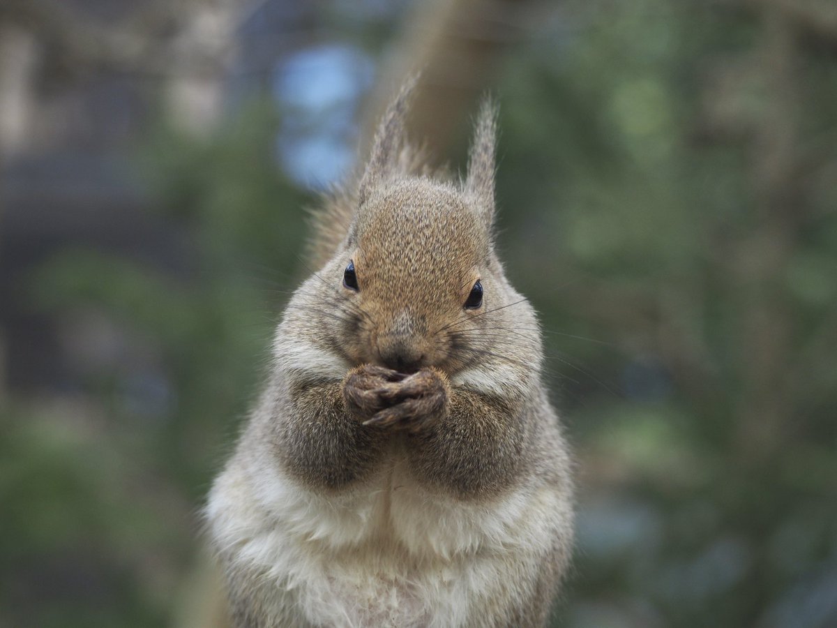ハァ～💨

おててが冷たいの🧤🐿