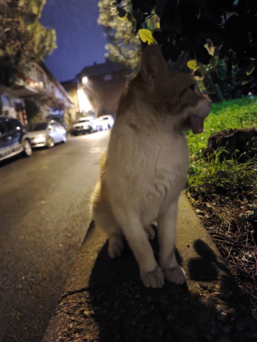 yatazuko's tweet image. bu çocuk hisarüstü cami sokakta,genelde aile sağlığı merkezi/şeyma eczanesinin oralarda.ağzının bir kısmı yok sanırım kaza geçirmiş dili dışarıda geziyor.iyileşmiş gözükse de bu halde sokakta kalmasın lütfen sahiplendirelim.paylaşırsanız çok sevinirim