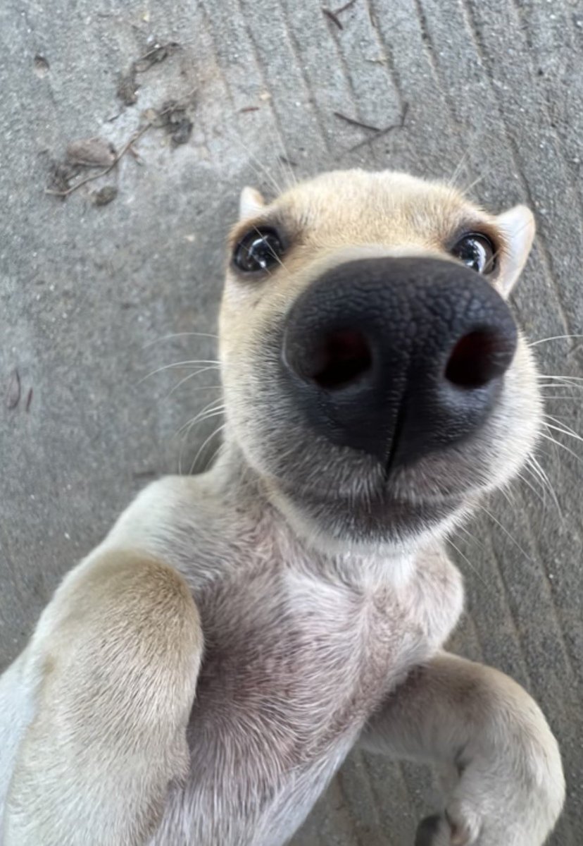 twaniimals's tweet image. 