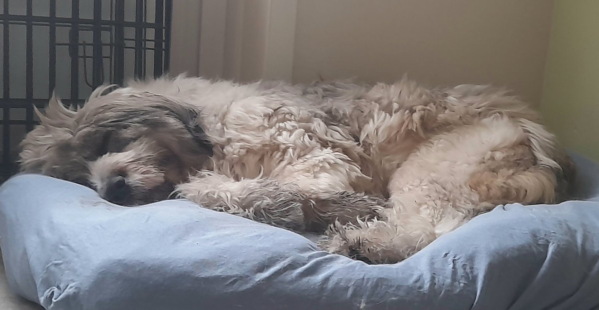 Mevrouw 'ik lig er onschuldig bij.' Het is ook uiterst vermoeiend om achter een bakfiets aan te jagen en nietsvermoedende wandelaars de schrik van hun leven te geven. #moetoptraining