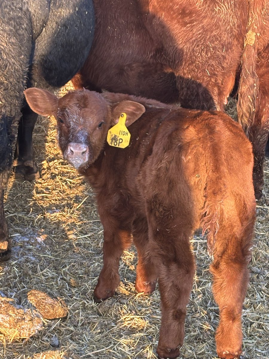 Dinner time #Simmental #Calve26