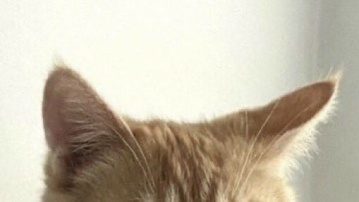 mernoskicats's tweet image. 