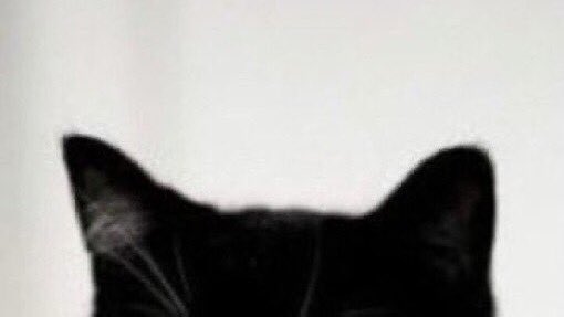 mernoskicats's tweet image. 