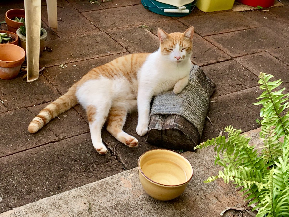Dad sez I was sleeping on mine #Hedgewatch but I say fake mews! I was just recalibrating mine eyes for the lighting conditions. 

#FIVCatsClub #CatsOfHawaii #rescuecat #CatsOfX