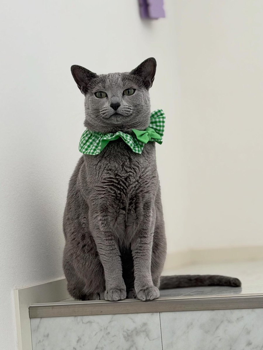 LisaLisa200601's tweet image. おはニャン🐈🐈

#cat
#ロシアンブルー
#リサリサとリリー
#ねこのきもち