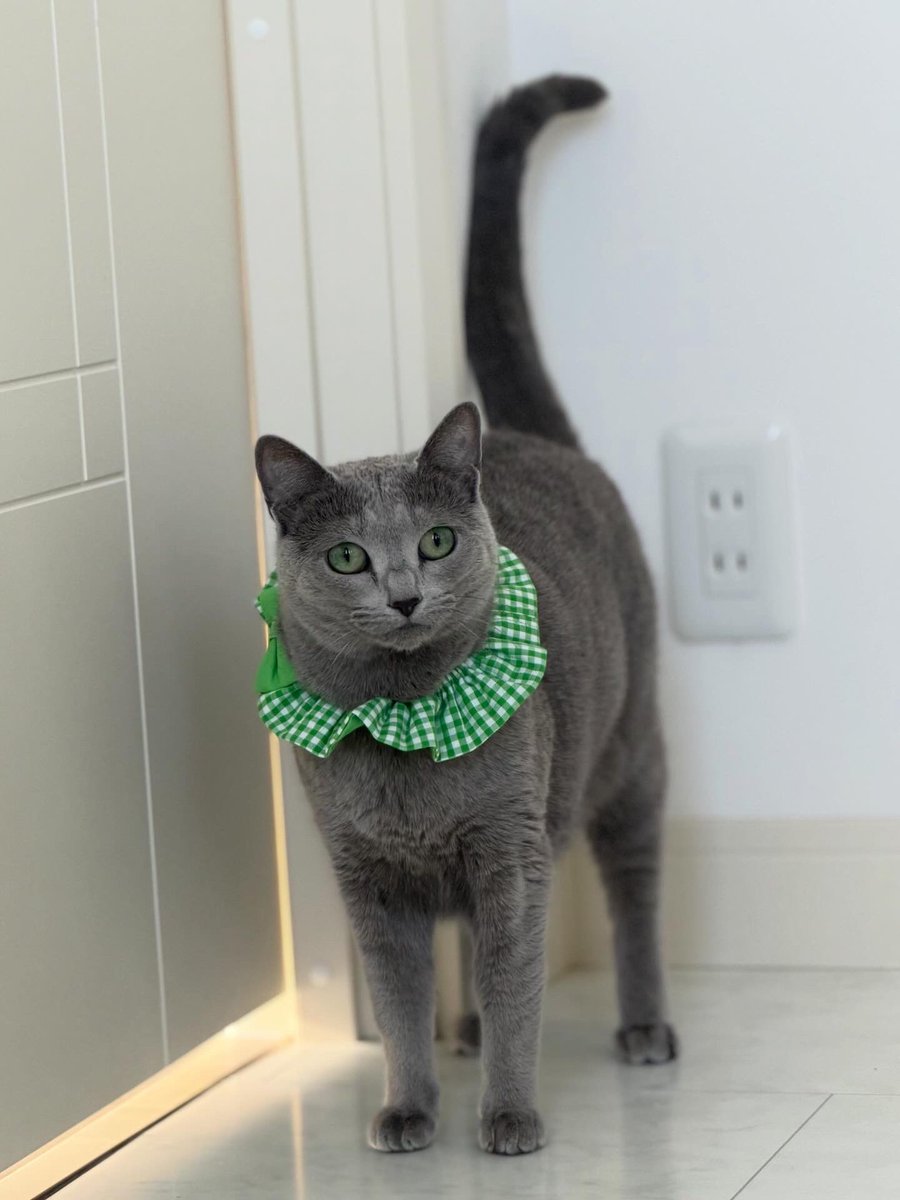 LisaLisa200601's tweet image. おはニャン🐈🐈

#cat
#ロシアンブルー
#リサリサとリリー
#ねこのきもち