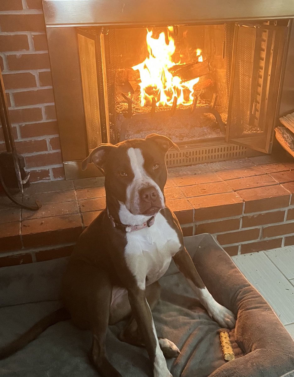 Notwokenow's tweet photo. Jolene is in her spot and the fire is roaring. We are all set for the cold weather and snow. https://t.co/vLlNvAAovq