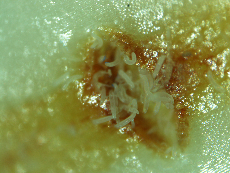 UCCESanDiego's tweet photo. Agave mites can cause greasy streaks and cosmetic damage—and sometimes kill young plants. Prevent infestations with sulfur sprays every few weeks. In some cases, doing nothing may be enough, as infestations can resolve on their own. #UCIPM #AgaveCare https://t.co/RjjmbjteMc