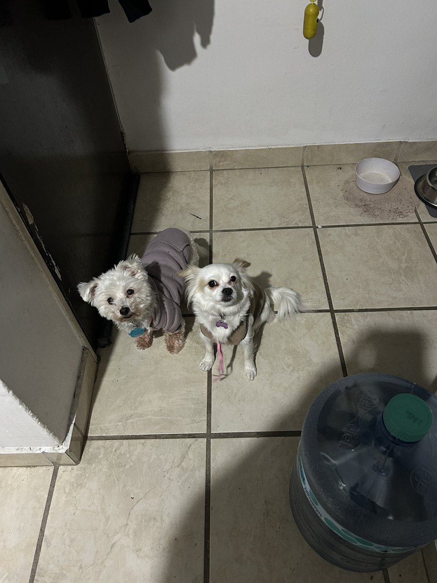 MemoPalomas tweet media