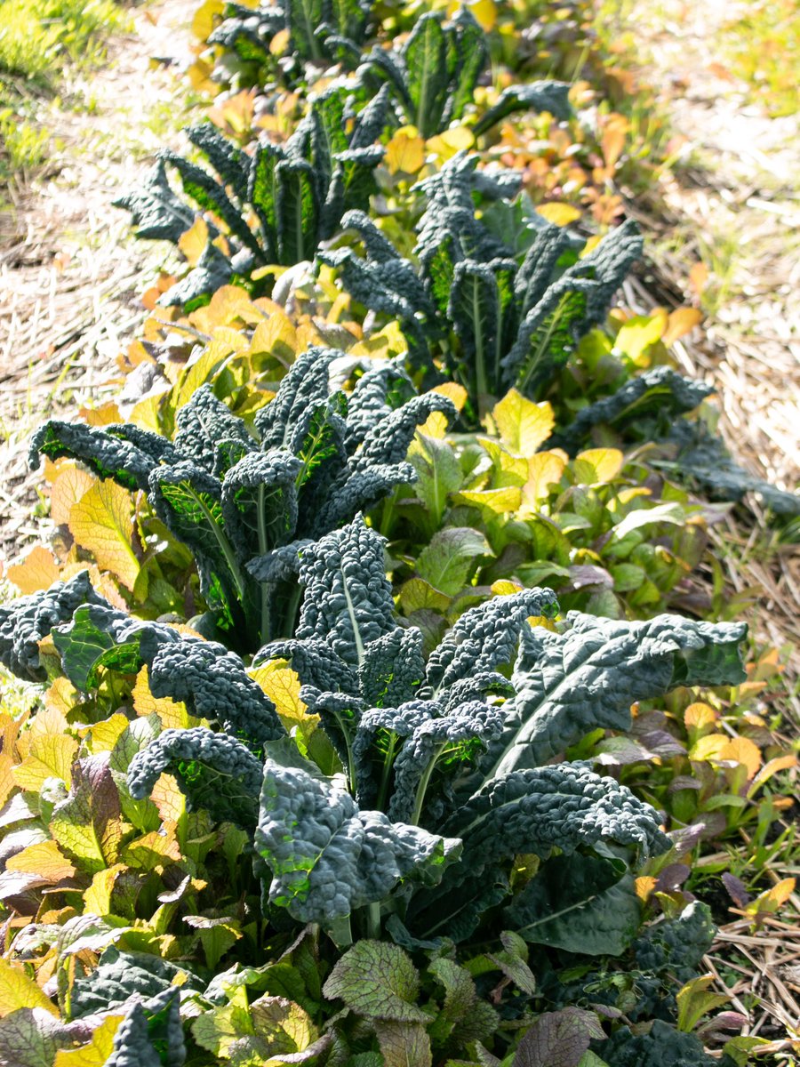 From the vineyard and the field, straight to your table. 🌱🍷 Join us and experience the farm-to-table flavors of Napa Valley, thoughtfully prepared and poured. #eatdrinkcultivar #marinadistrictsf #farmtotablesf #napavalleywine #onlyinsf