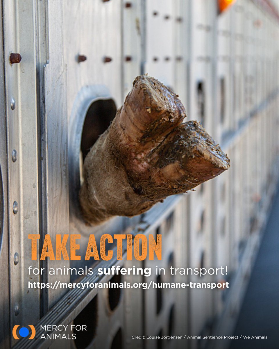 Right now, animals are being transported to slaughterhouses in open-air trucks with zero protection from the freezing wind. 

The Humane Transport of Farmed Animals Act would ensure compliance with basic protections during extreme weather. ACT NOW: mercyforanimals.org/humane-transpo…