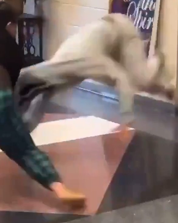 الخطابه ام tweet media