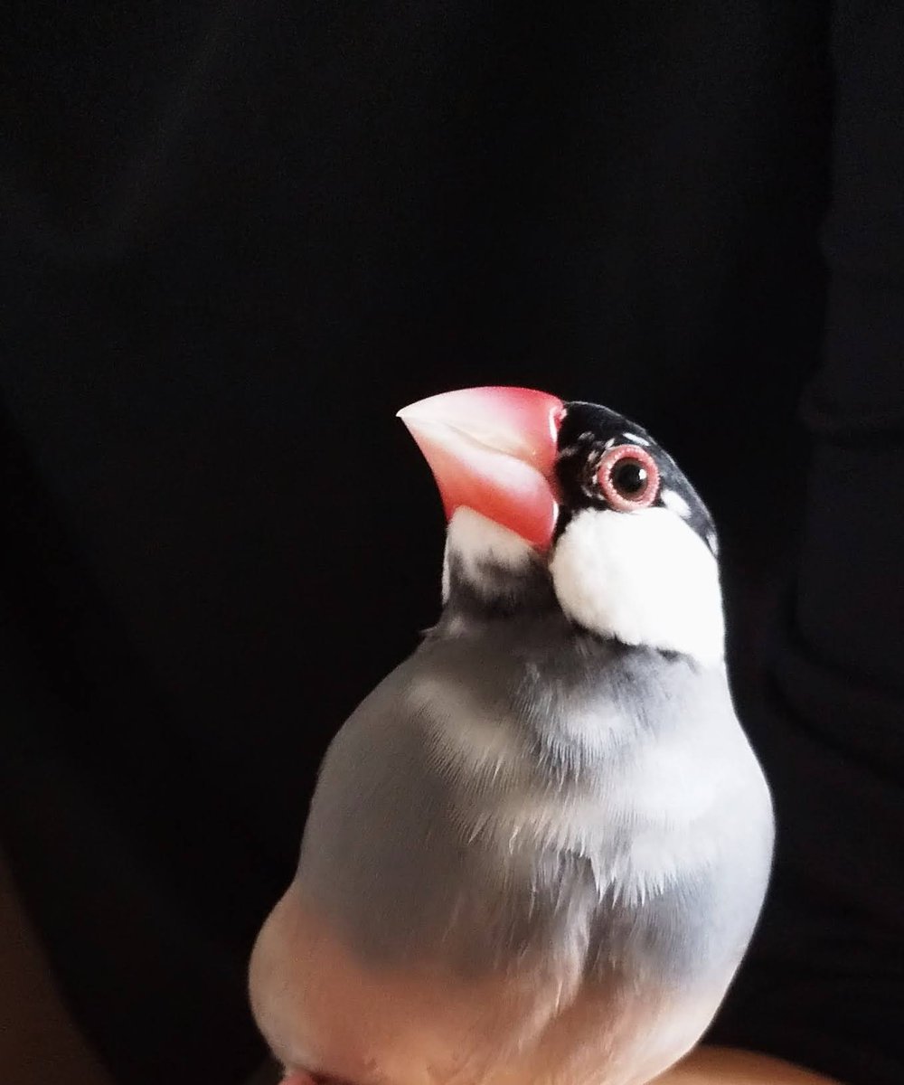 XL文鳥 (@XLBunchou) / Posts / X