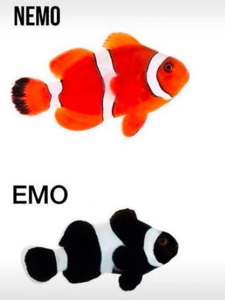 Respectful Memes (@respectfulmemes) on Twitter photo 