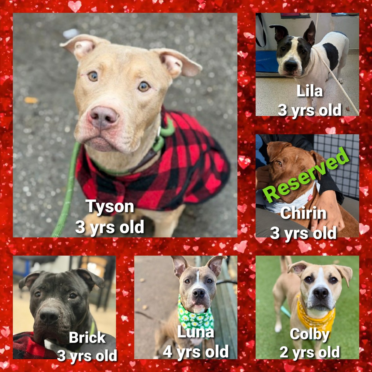 MorgFairsdogs's tweet image. TAP Pledge Totals
(updated 6:45 pm 1/23/26)
#PLEDGES #NYCACC 
#MorgFairsDogs 

Kill Commands
Brick $265 + $300*
Luna $271 + $300*
Tyson $278 + $300*
Lila $565 + $300*
Colby $945 + $300*

*Private Donation
