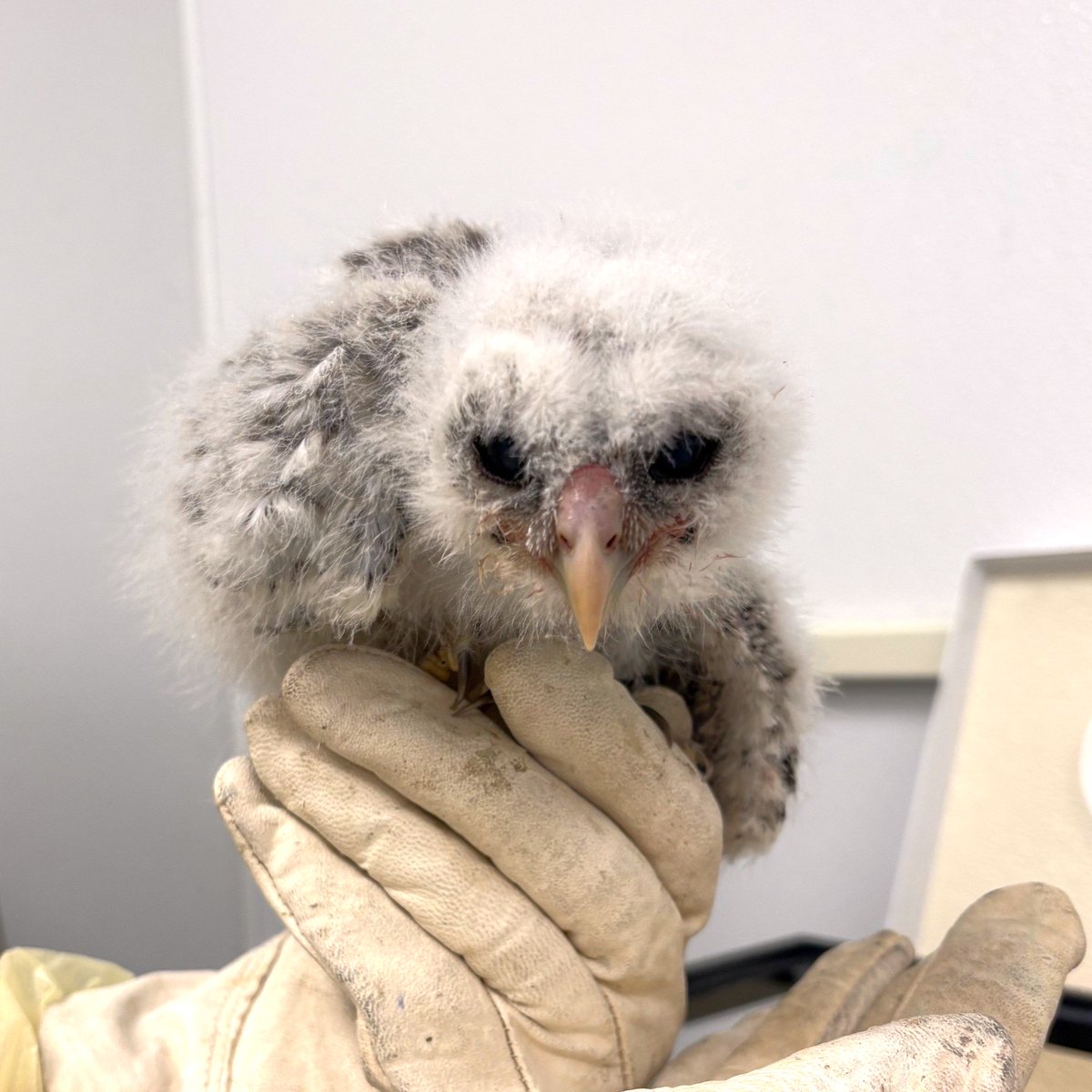 A baby barred owl was recently brought to us after being found wet and cold. With an upcoming freeze, early nesting wildlife may be at risk. To help, you can add warm water to bird baths so they do not ice over, and check your yard for wildlife that may need assistance. 🦉❄️
