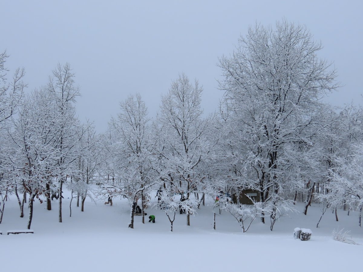 【今朝の福島潟】
木々の枝が白くなりました。今のところ積雪が20センチ以上に達しました。雪はまだまだ降るようです。お気をつけて。（な
#福島潟　#水の公園福島潟