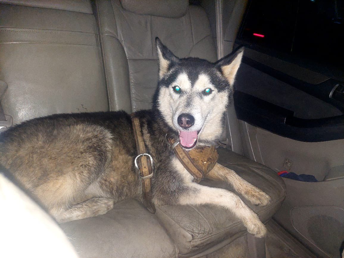 Atentos y pendientes: hace momentos, un compañero de un chat Policial,  se encontró este Perrito,  por la Urbanización Monatalban, si alguien sabe quién es el dueño por favor comunicarse !