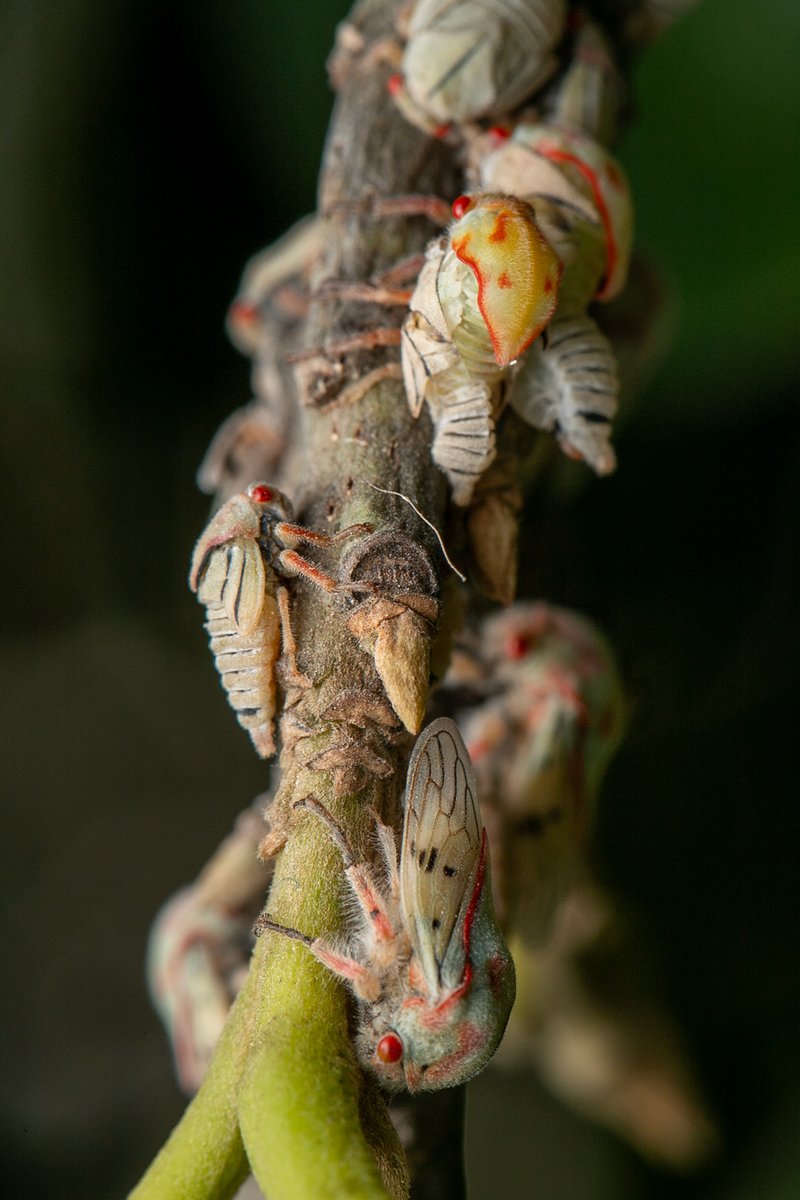 TreehopperGO_GT tweet media