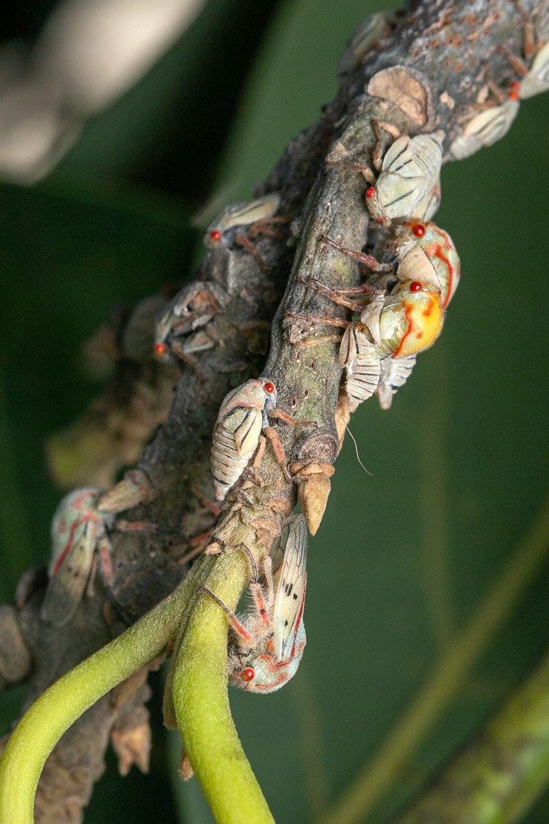 TreehopperGO_GT tweet media