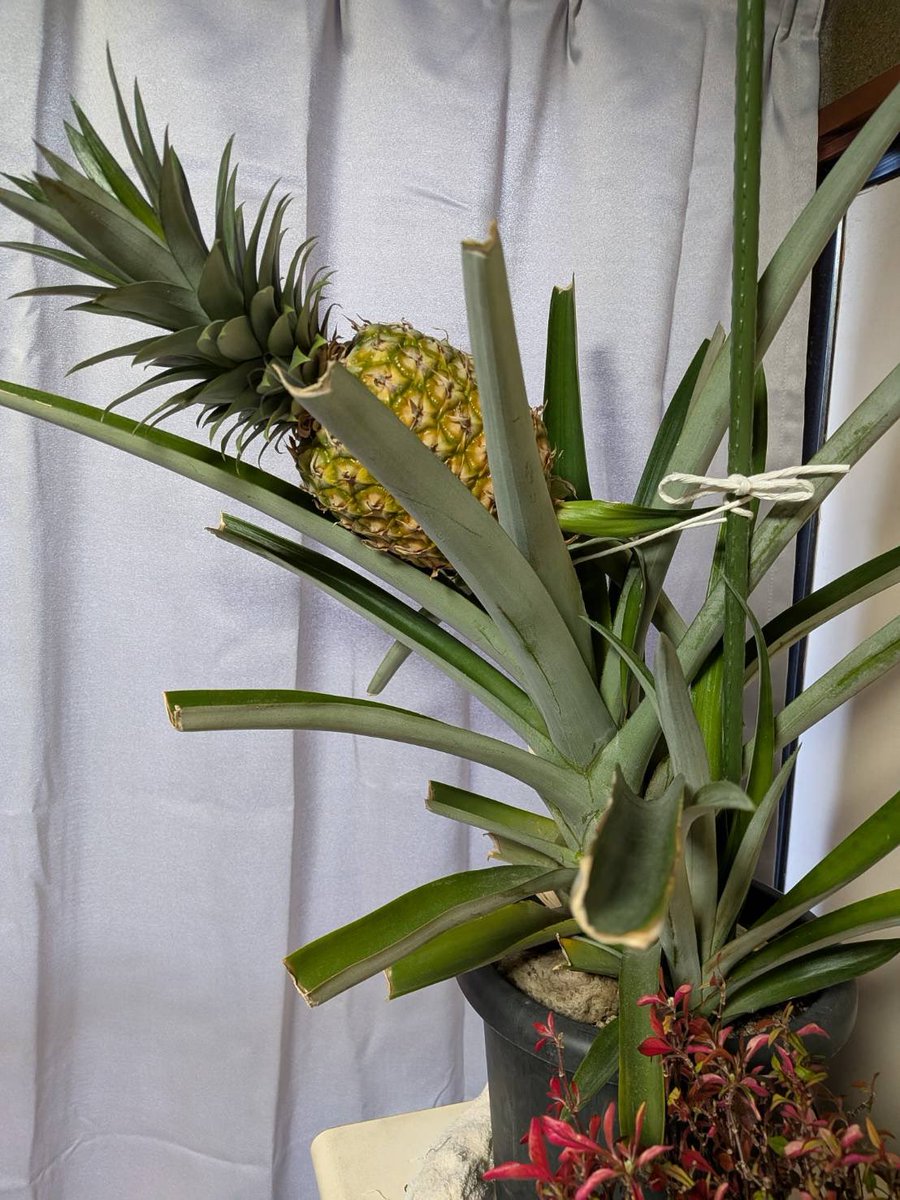 実家の家の中で育ててたパイナップル
収穫したよと母からLINEが🤣
まだ子株も何個かできてるみたい
静岡でもパイナップル🍍できるんだねー！
しずてつストアで買ったパイナップルのヘタから育てました