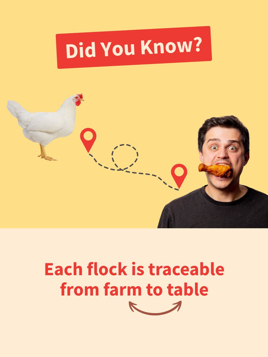 Did you know? 👀

👉 EVERY BC chicken flock is traceable from farm to table. 

See the entire journey from hatchery to processor here: chicken.ca/from-farm-to-t…

#farmtotable