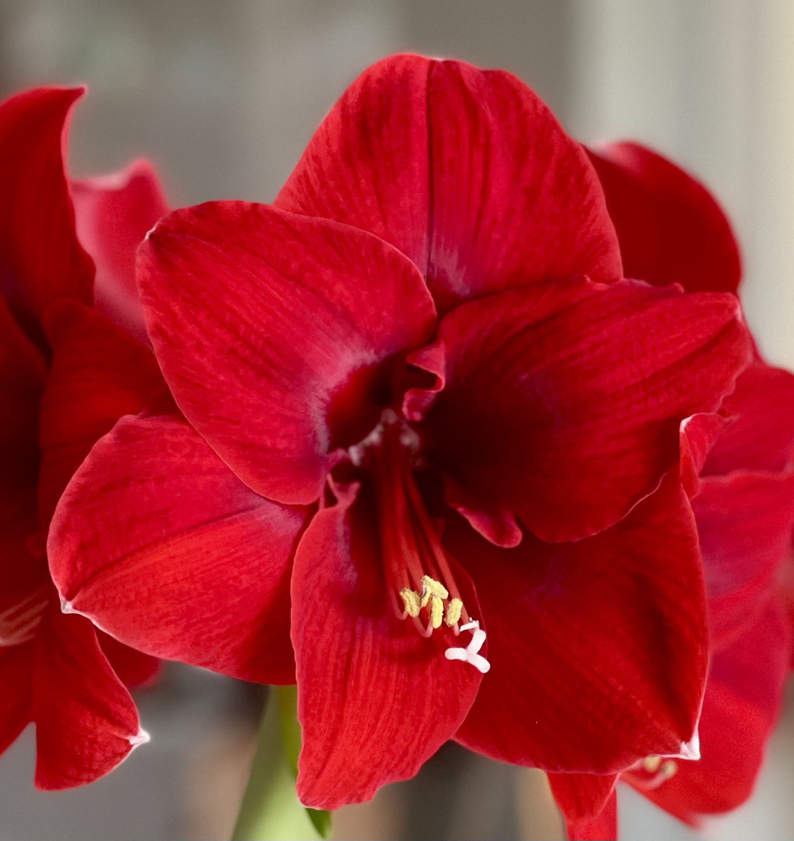 AngelikaHTCG's tweet image. My Christmas #Amaryllis still looking fabulous ♥️♥️ #greenfingers #FlowersOnFriday