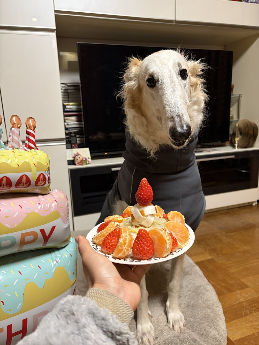 がんぼるぞい®︎ 💪🐶✨borzoi ボルゾイ tweet media
