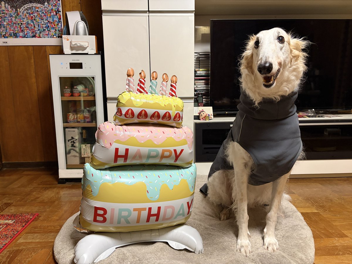 がんぼるぞい®︎ 💪🐶✨borzoi ボルゾイ tweet media