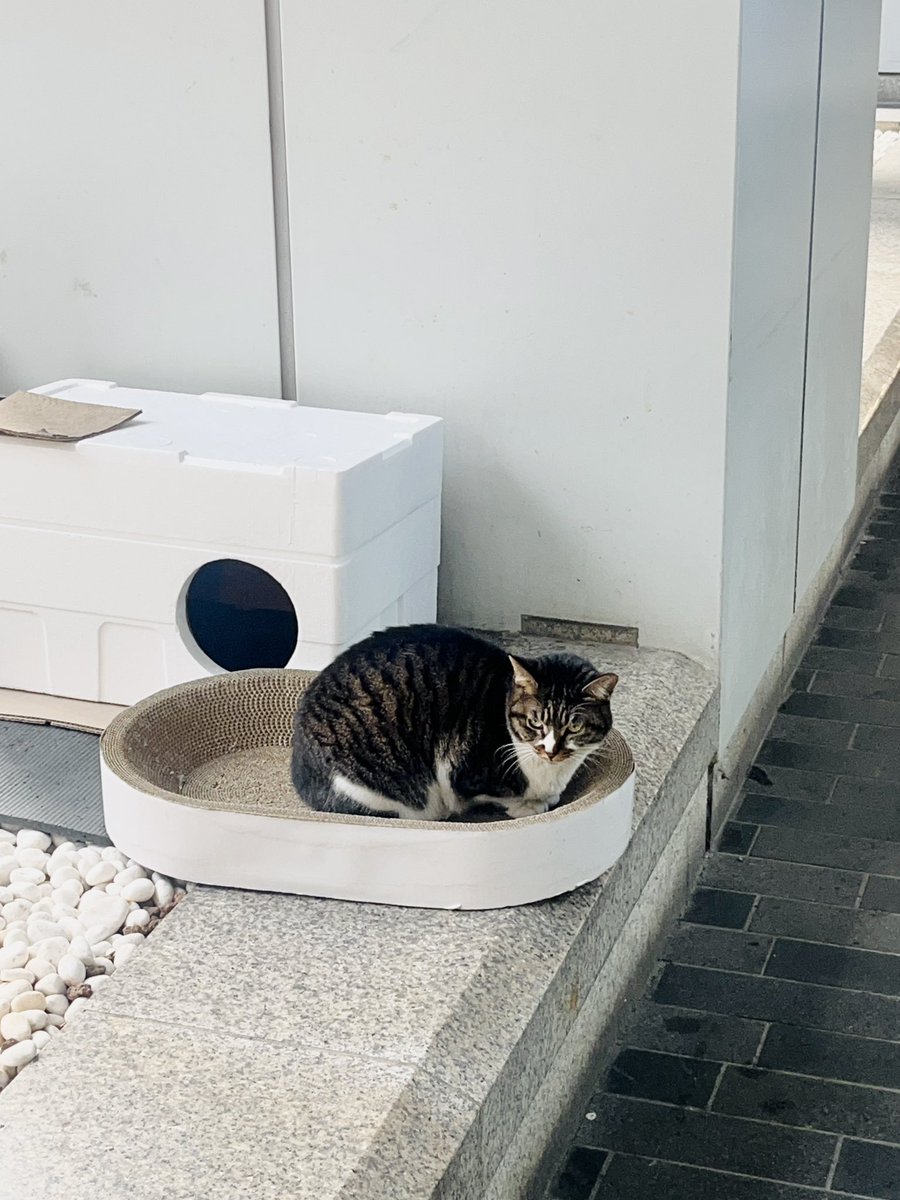 안녕하세요, 카페 후르츠 입니다 🌲

후르츠는 10시부터 (마지막 18:30)
좋은 기분이 흐르는 공간으로 열어두겠습니다 🎶

추운 날씨가 계속 이어지고 있는데
모두 건강 잃어버리지 않도록 조심하시구요 - !
행복하고 따뜻한 주말 보내시길 바라요 🐈‍⬛