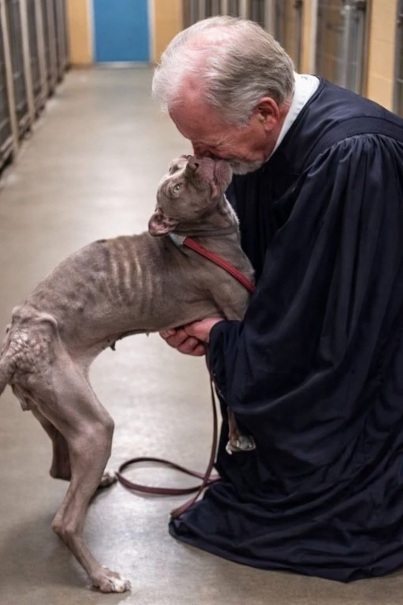 Mr PitBull tweet media