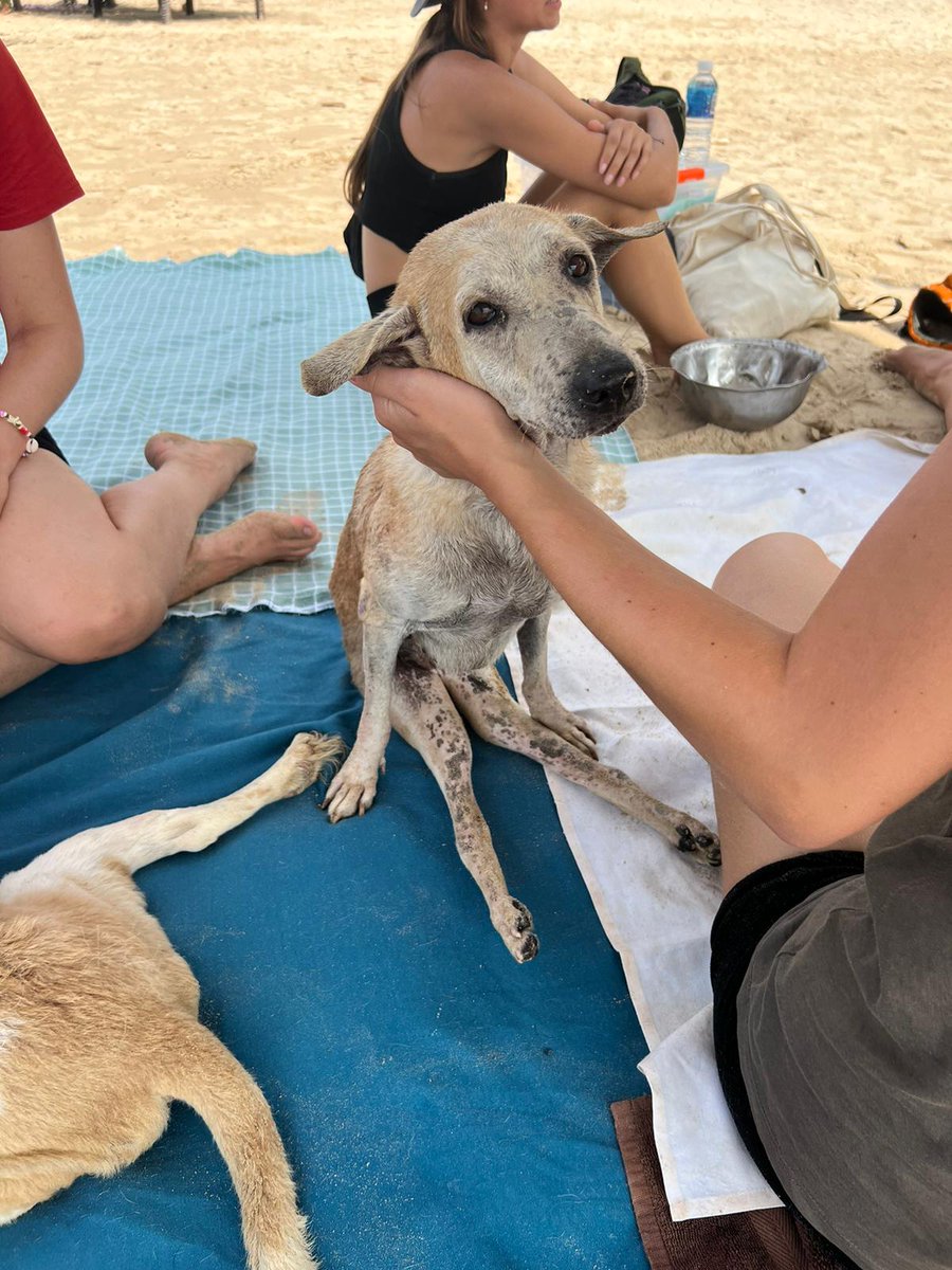 Hydro on Wednesday with some of our disabled doggies 💙🐶   
So proud of these fighters!

#Hydrotherapy #DisabledDogs #SpecialNeedsPets #DogRehab #PawPower