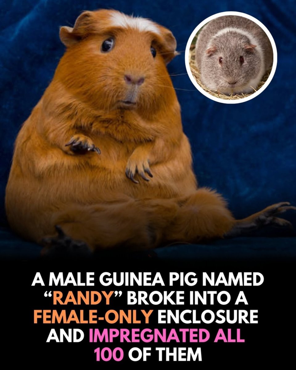 worldranking_'s tweet image. 