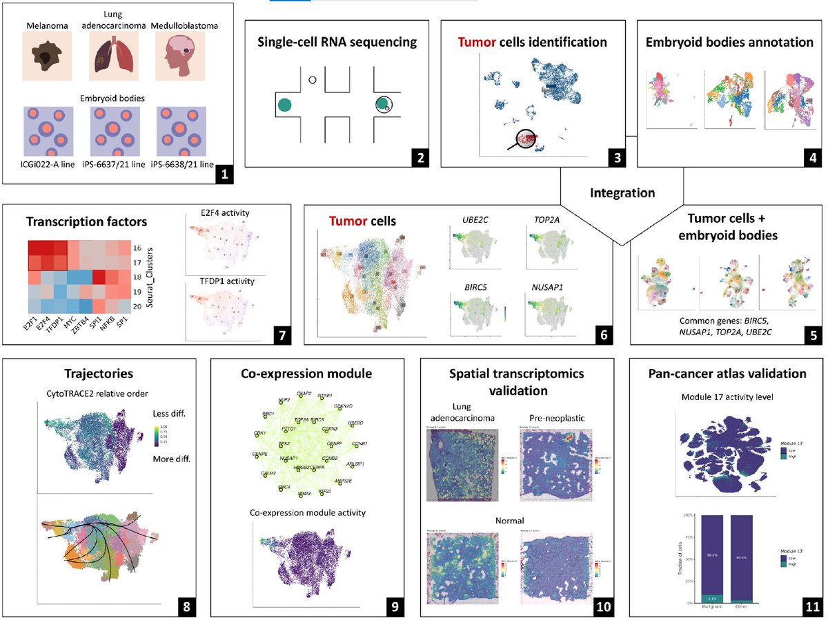 Denisov_EV's tweet photo. We updated our preprint on a conserved embryonic progenitor in different cancers: https://t.co/4Znl86Lc1j

New points: 
📍No cell-cycle effect
📍Validation in the pan-cancer atlas
📍Prevalence in tumor cells compared to normal cells
📍Enrichment of specific genes

#singlecell https://t.co/RcsqaqtDkL